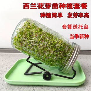 西兰花芽苗种子青花椰菜芽苗梅森瓶种植套装水培紫甘蓝西蓝花种孑