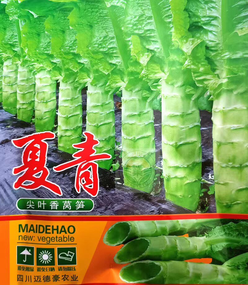 精品耐抽薹夏青莴苣种籽高产尖叶抗热大田基地青皮绿肉香莴笋种子