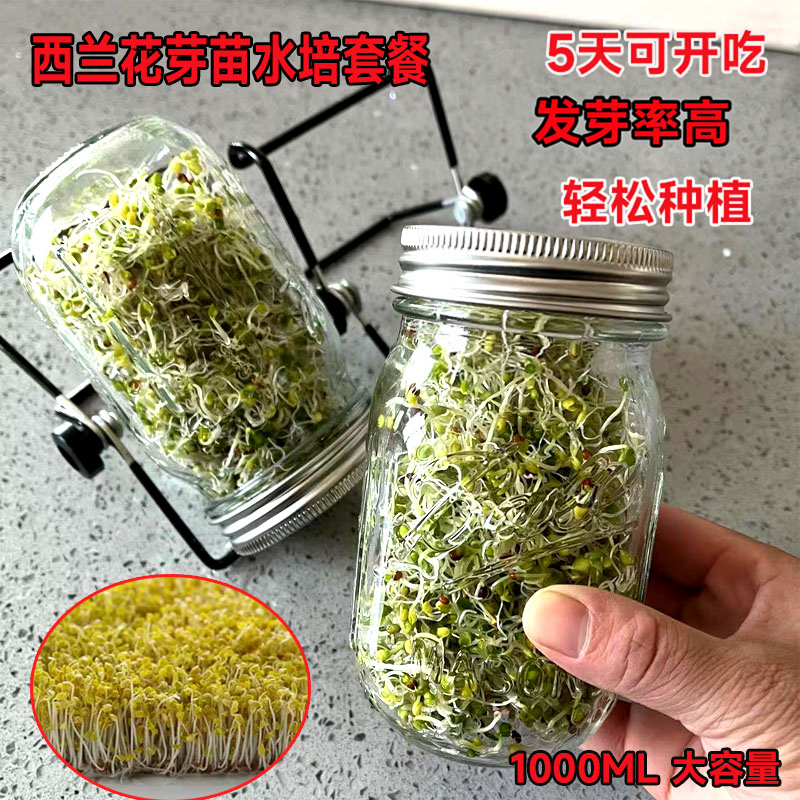 芽苗菜种子西兰花水培套装保健梅森瓶玻璃发芽罐西蓝花青花椰菜籽