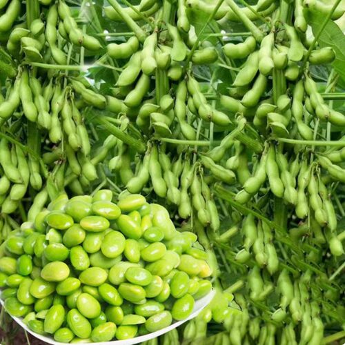 鲍业余大荚菜毛豆种子浙农8号