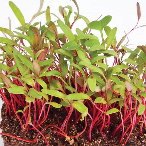 四季甜菜种子芽苗菜种籽