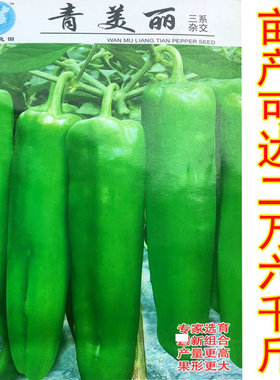 高产青辣椒籽大羊角种子大尖椒四季播大田亩产可达26000斤青美丽