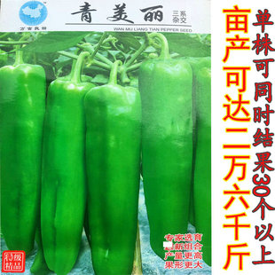 高产青辣椒籽大羊角种子大尖椒四季播大田亩产可达26000斤青美丽
