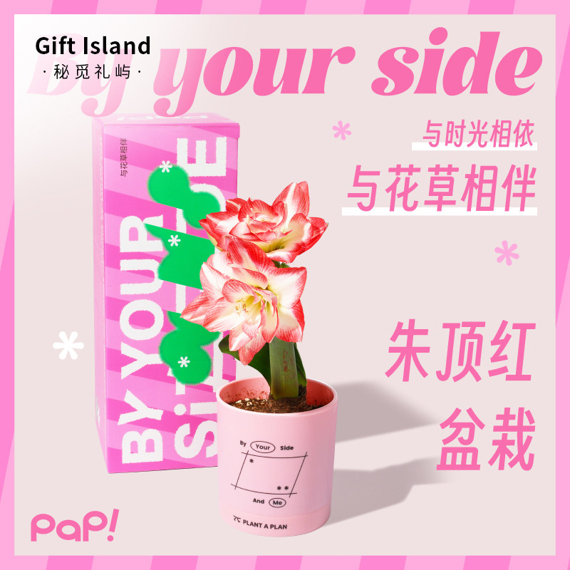 朱顶红进口重瓣种球盆栽礼盒带花苞送女生闺蜜生日礼物企业定制