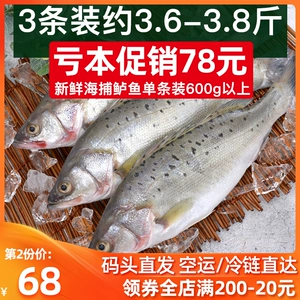 Окунь свежая живая морская рыба Свежая водные морепродукты глубокие морские моря моря моря бас море, пойманное морское окунь 3 SF бесплатная доставка