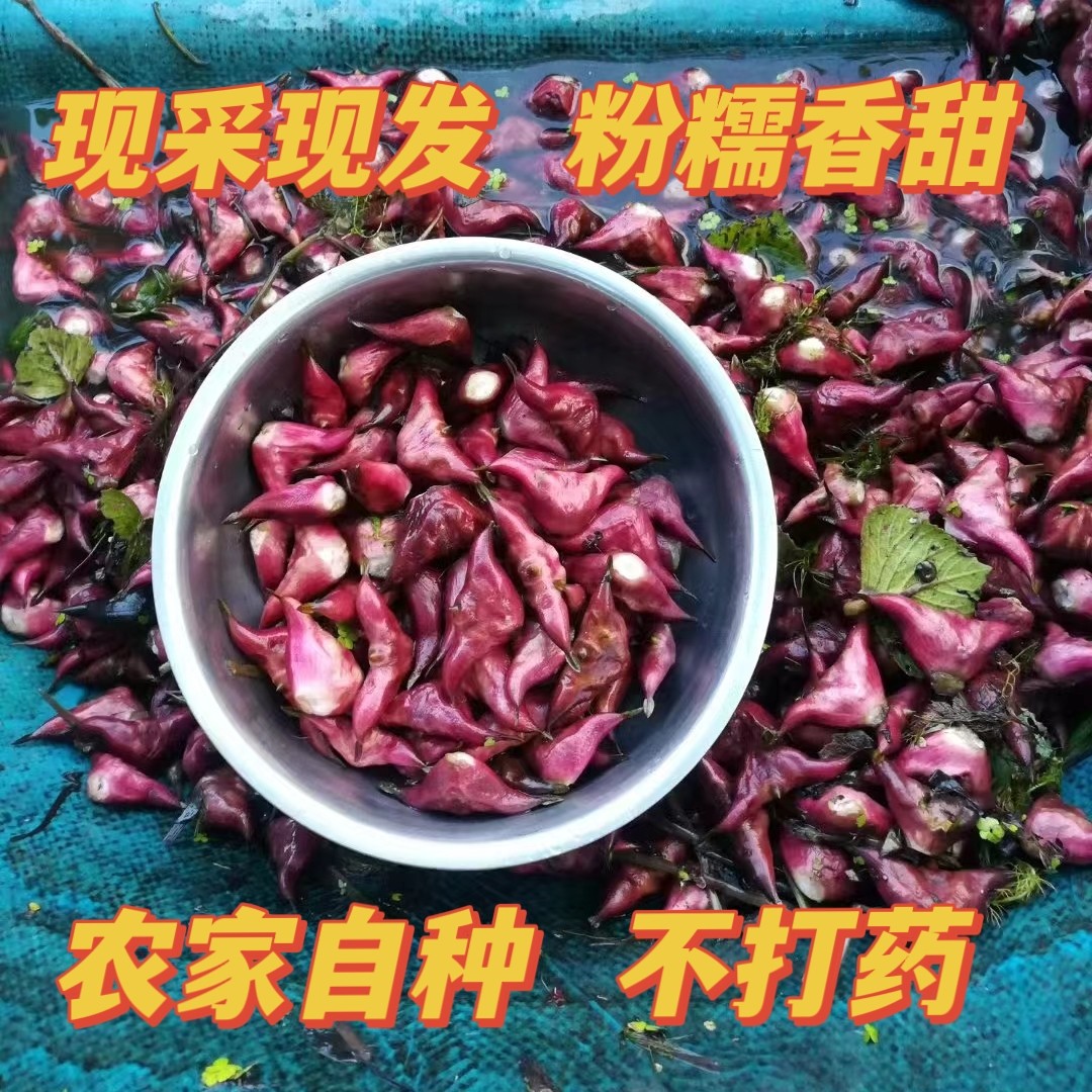 现摘新鲜菱角 河南特产 野生红菱角 粉糯老棱角 2026生菱角水果菱