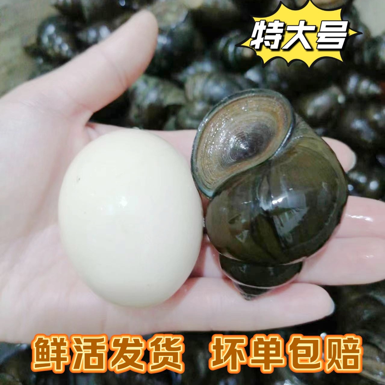 特大号鲜活大田螺河南信阳新鲜大螺蛳活体淡水泥螺可做螺蛳粉