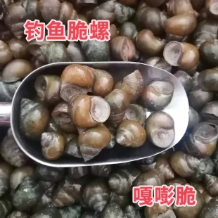 脆螺鲜活小号田螺黑鲩乌青鱼螺丝打窝石螺薄壳挂钩脆螺活体鱼饵