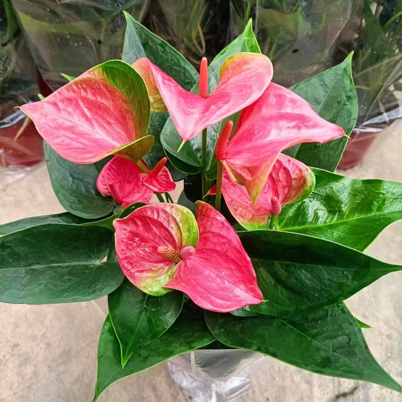 粉掌室内花卉盆栽四季开花办公室花卉盆栽带花发货香妃室内盆景