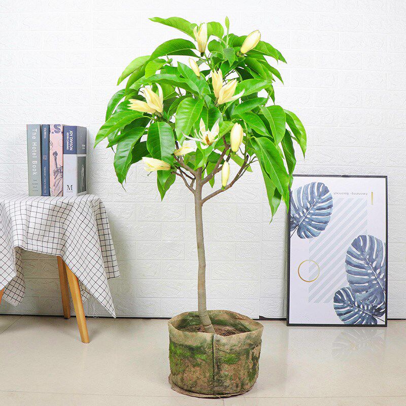 黄桷兰盆栽树苗带花苞室外花园庭院阳台开花植物花卉绿植