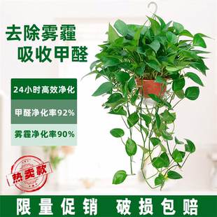 长藤垂吊绿萝室内盆栽绿植吸甲醛懒人植物办公室桌面盆景重庆同城