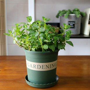 可食用薄荷留兰香儿童桌面小盆栽香草植物驱蚊绿植鲜活提神香草