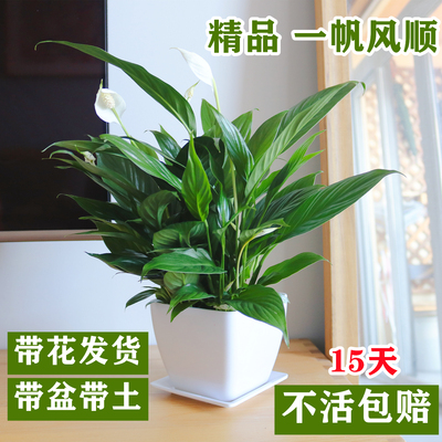 带花发货白掌一帆风顺盆栽好养活