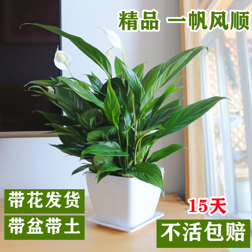 带花发货白掌一帆风顺盆栽好养活