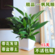 白掌盆栽一帆风顺花卉植物室内水培红掌绿植发财树净化空气吸甲醛