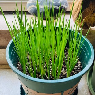香葱盆栽种植套装 小香葱种子 家庭阳台种菜 绿色蔬菜种植 火头葱
