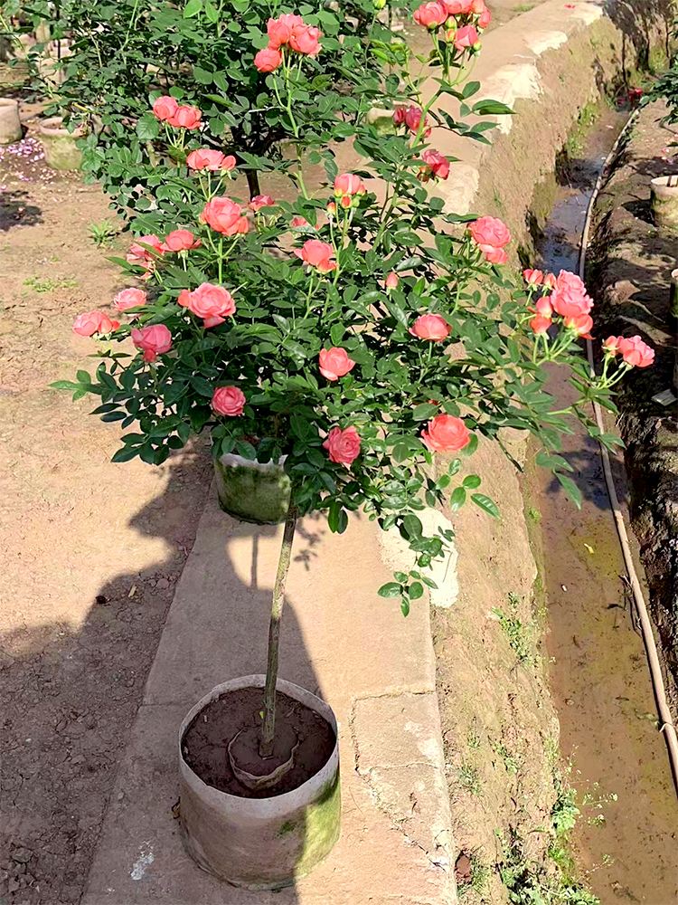 月季花盆景花园花卉盆栽树棒棒糖月季带香味玫瑰阳台欧月四季容易