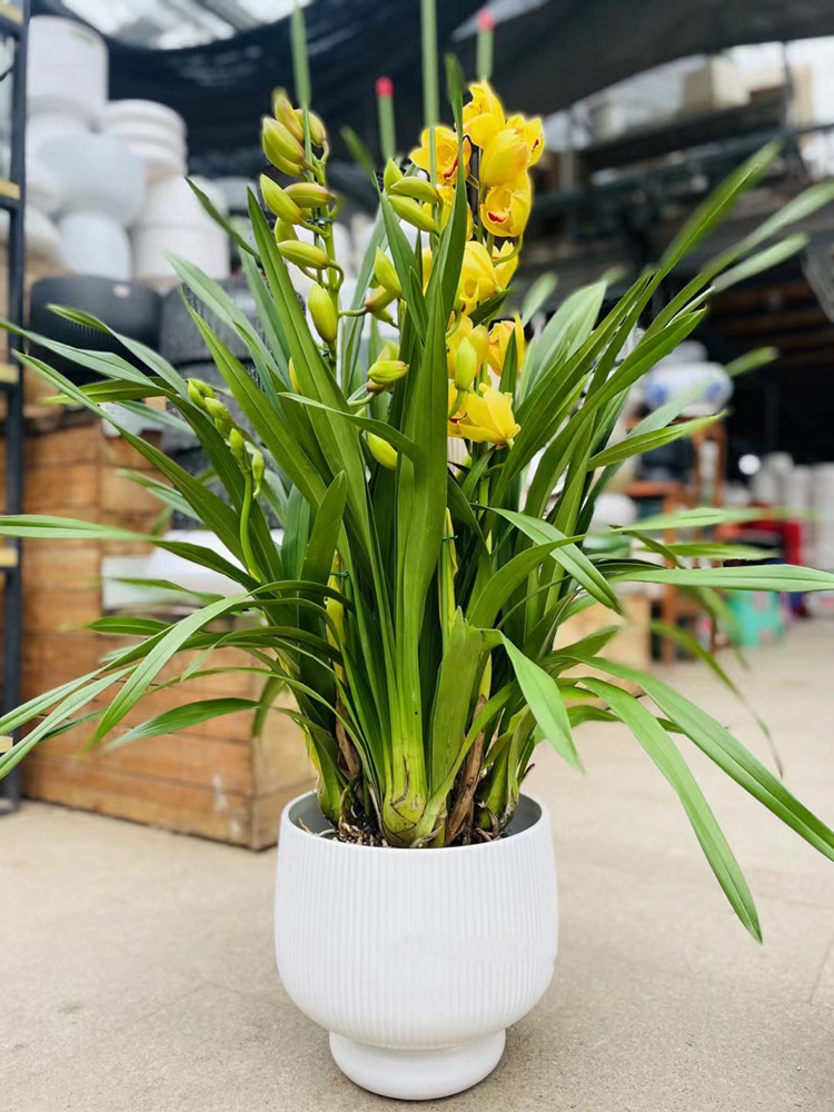 带花苞多花剑大花蕙兰室内客厅办公室开花盆栽植物年宵乔迁送礼