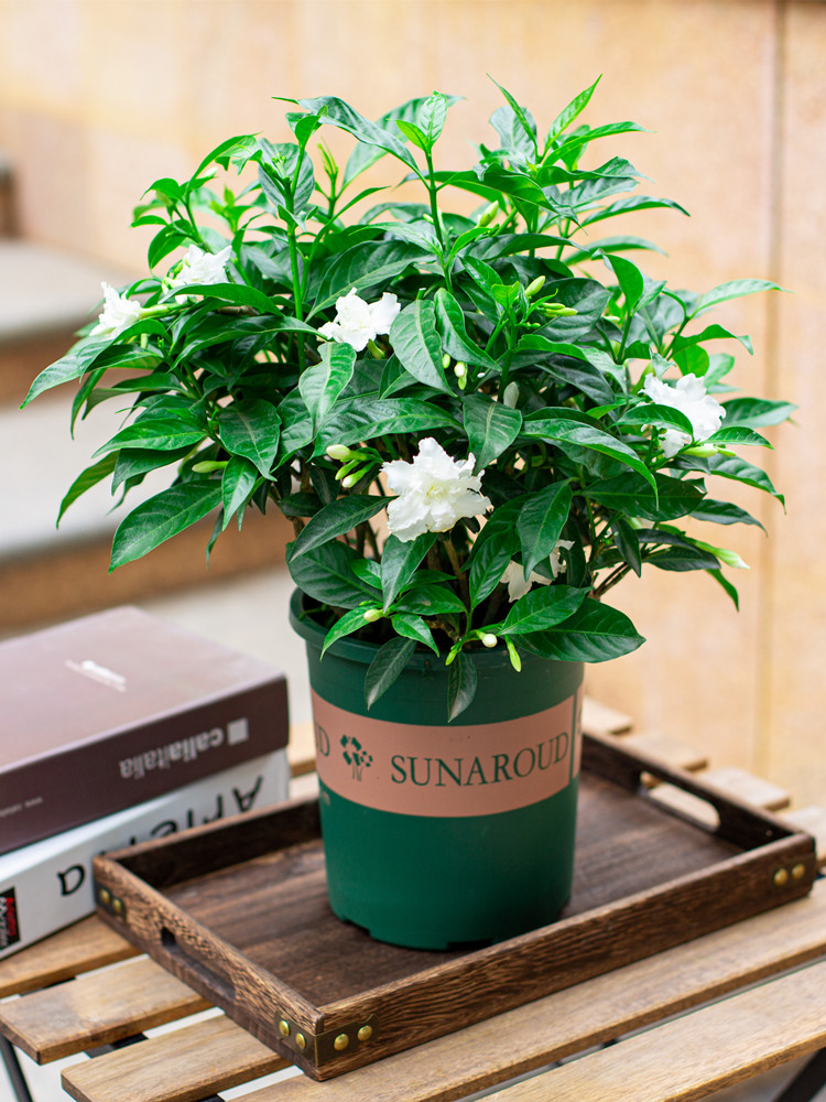 丁香花盆栽植物室内阳台四季开花好养活花卉绿植