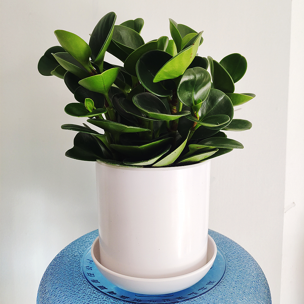 碧玉室内桌面小盆栽豆瓣绿盆栽四季常青绿植含盆净化空气除甲醛