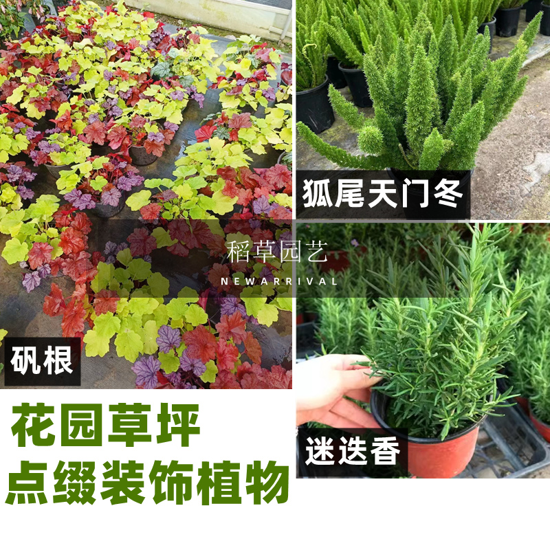 花园装饰绿植矾根狐尾天门冬太阳花迷迭香室外植物