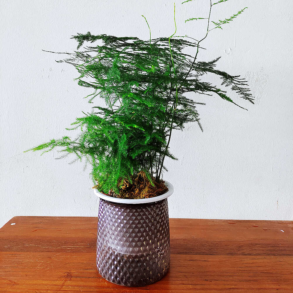 水培文竹懒人盆栽植物花卉室内客厅小盆景带盆好养除甲醛四季常青