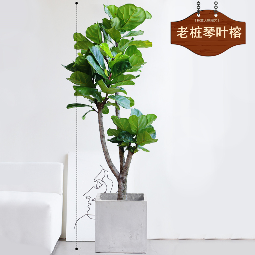 老桩琴叶榕重庆主城送货上门
