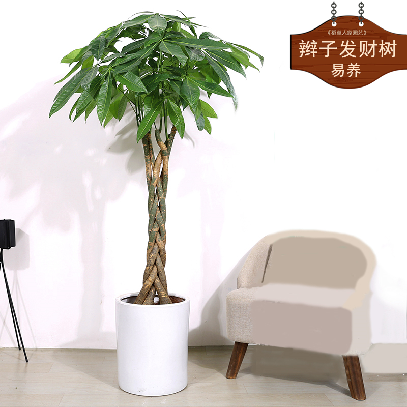 重庆同城大型植物辫子发财树盆栽