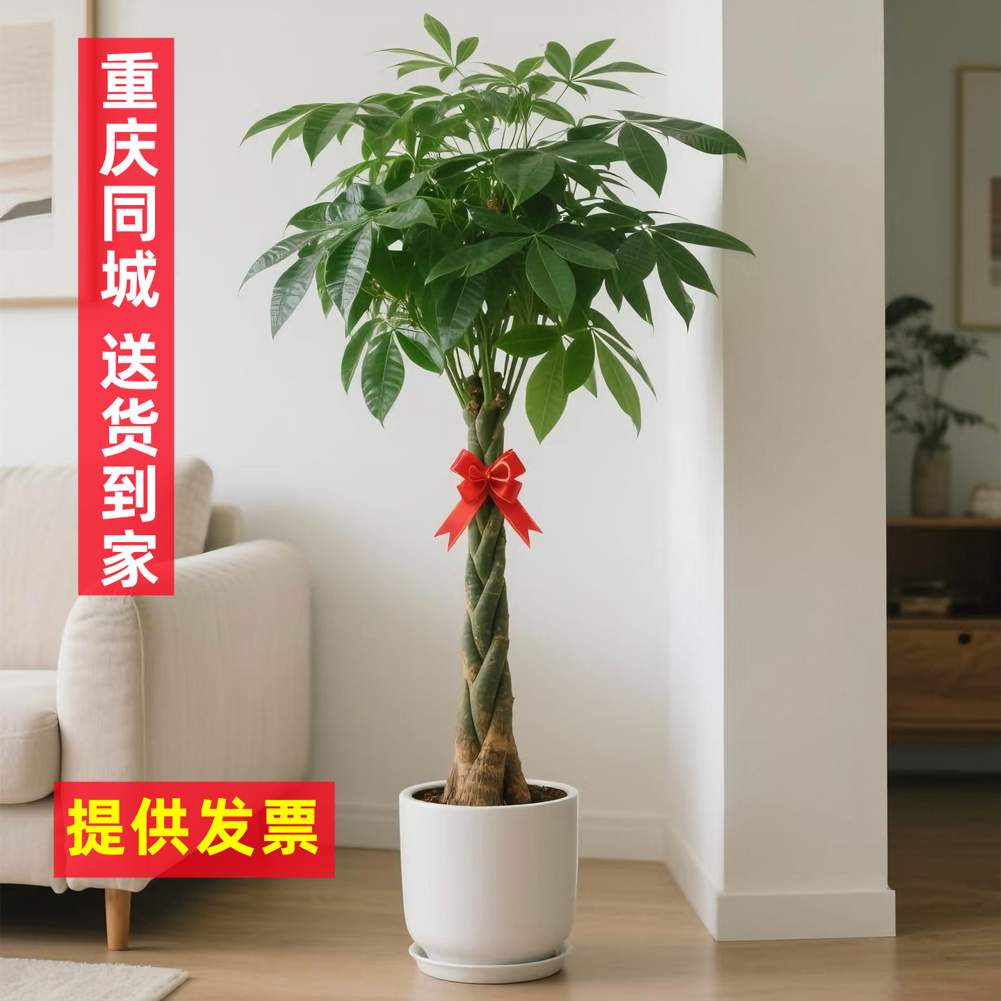 重庆同城辫子发财树开业搬家乔迁礼物盆栽室内客厅办公室大型植物