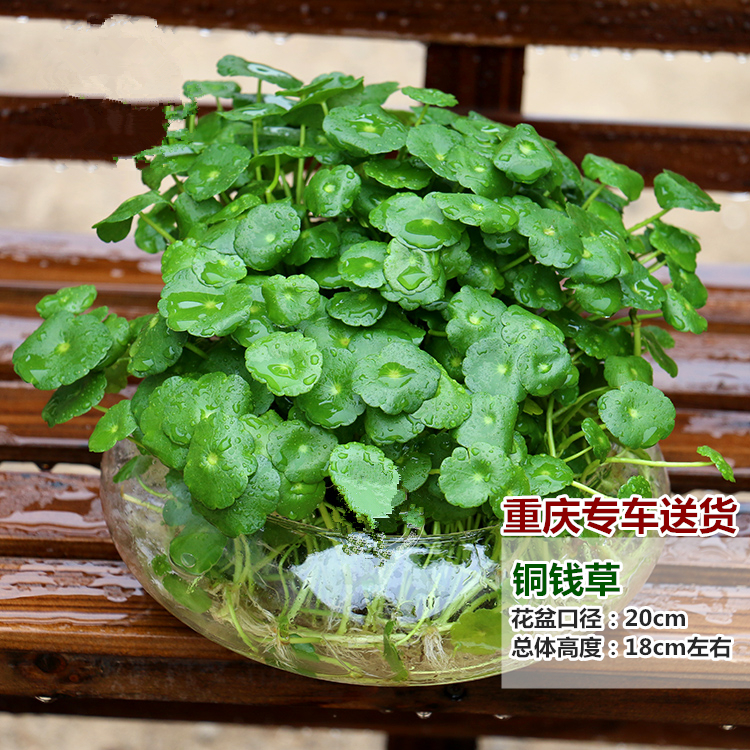 铜钱草水培植物办公室室内盆栽净化空气吸收甲醛家庭绿植