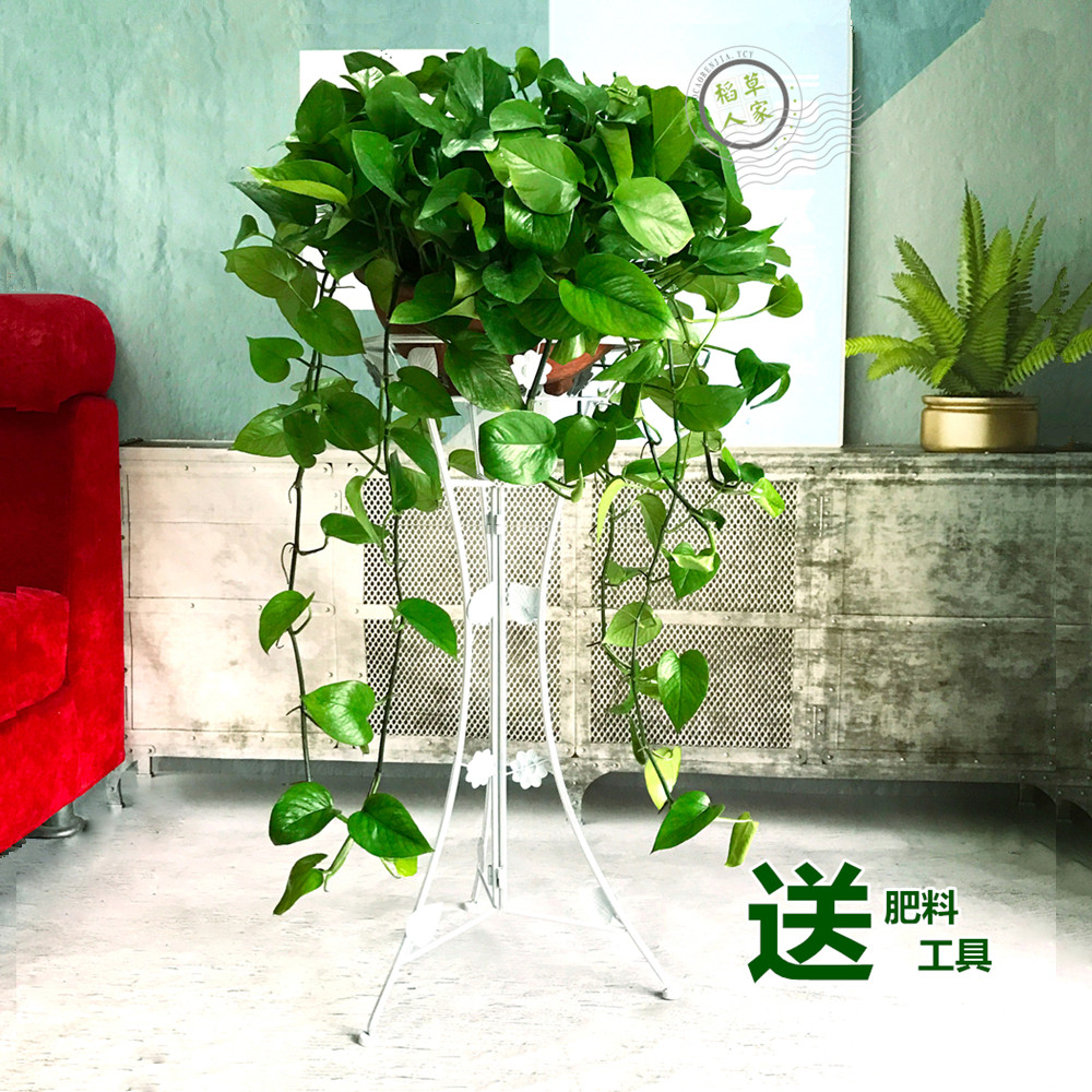 长藤绿萝大盆室内吊兰吸甲醛净化空气绿植盆栽办公室植物好养活,鲜花速递/花卉仿真/绿植园艺,绿植,淘宝优惠券,粉丝福利购,淘宝优惠卷