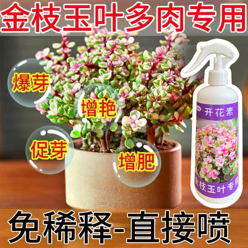 金枝玉叶变红枯萎出锦药水多肉开花促进发芽金枝玉叶开花肥爆芽素