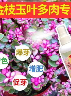 金枝玉叶开花出锦吹雪之松变红
