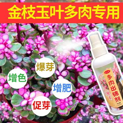 多肉植物出锦药水金枝玉叶开花吹雪之松变红钱串雅乐营养出红锦液