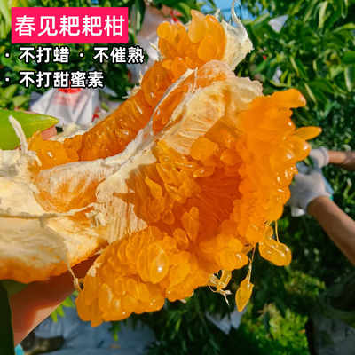 四川耙耙柑新鲜水果当季整箱正宗橘子丑柑橘粑粑柑桔大果包邮