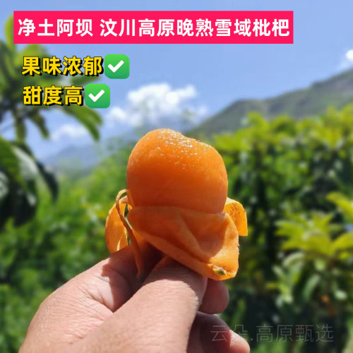特级阿坝汶川正宗枇杷鲜果四川茂县五星琵琶大果新鲜水果当季包邮