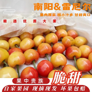 现货现摘雷尼尔南阳山东黄车厘子新鲜黄蜜佳红大黄樱桃顺丰包邮
