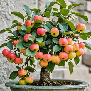 海棠花东红果盆景造型老桩室内外耐寒绿植花卉苗木（一物一拍）