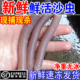 新鲜沙虫野生鲜活速冻海虫子活体海肠土笋冻方格星虫海鲜水产