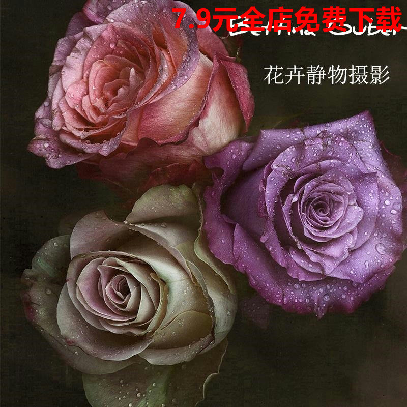 国外大师唯美风格花卉摄影花朵静物摄影国外花卉摄影素材