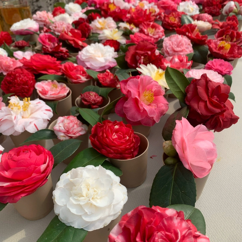 日系山茶花扦插苗合集2友之浦千代田锦岩根绞覆轮一休等顺丰包邮