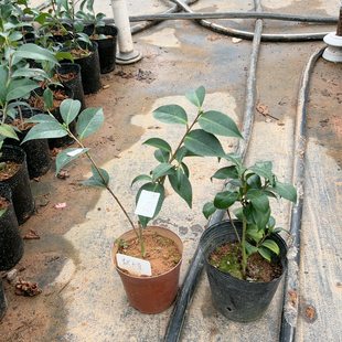 津川娇，越天乐