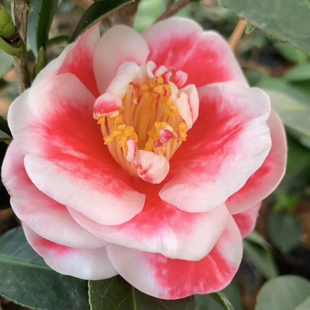 日系品种茶花小苗合集2友之浦锦叶覆伦一休千代田锦岩根绞