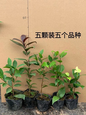 五种茶花四季茶香妃五色赤丹白十八红叶贝拉包对版香味