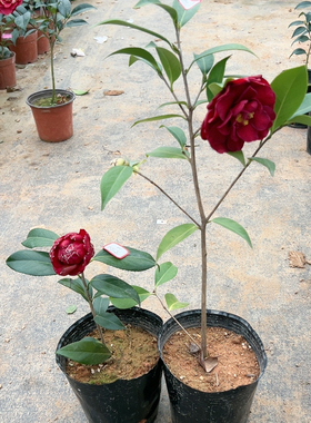 紫罗璇，圣诞帽