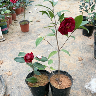 紫罗璇，圣诞帽