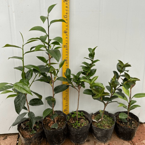 五颗组合五个不同品种茶花小苗