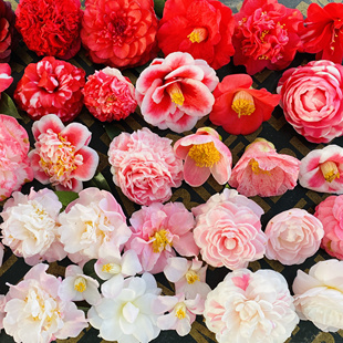 日系山茶花扦插苗合集1隐叽绞初岚江户锦秀兰飞天佐渡等顺丰包邮