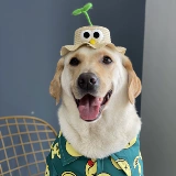 Летнее веселье, домашнее животное бамбуковое дракозон