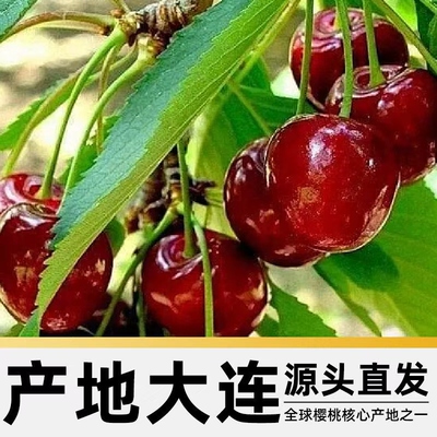 旅顺大樱桃JJJ省外拍，现摘现发，顺丰快递包邮到家